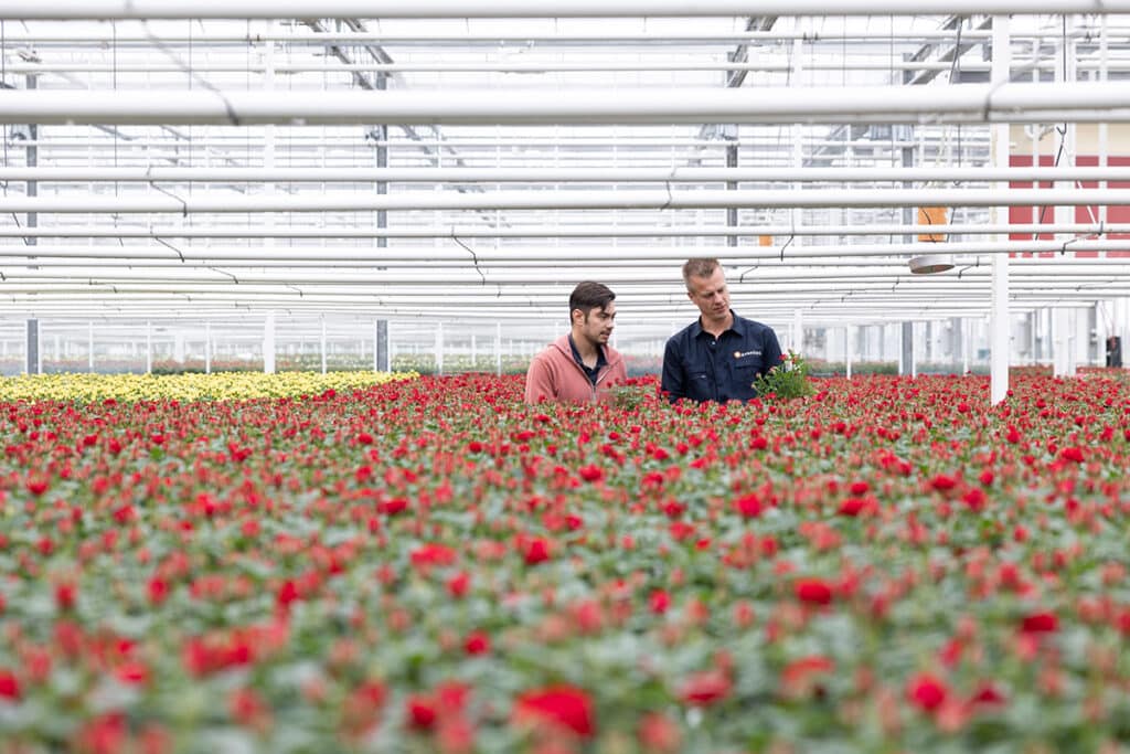 Vermeerdering rozetplanten automatiseren met ventieleiland VTUX
